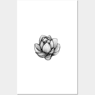 Lotus Flower Posters and Art